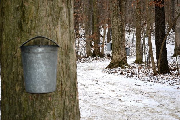 Sap Bucket along the Trail