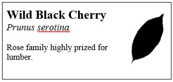 Black Cherry