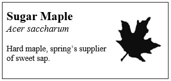 Sugar Maple