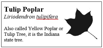 Tulip Tree