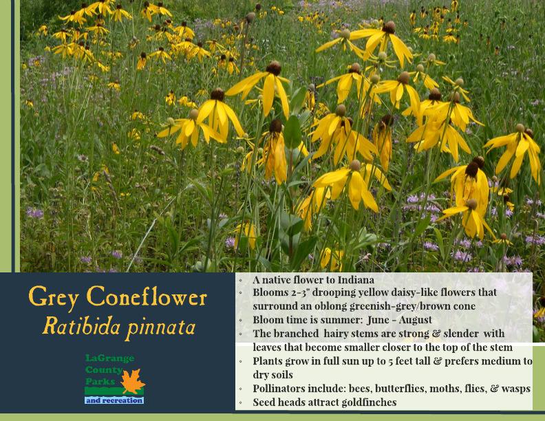 Grey Coneflower