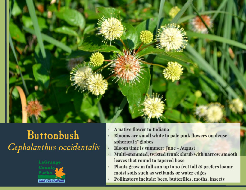 Buttonbush