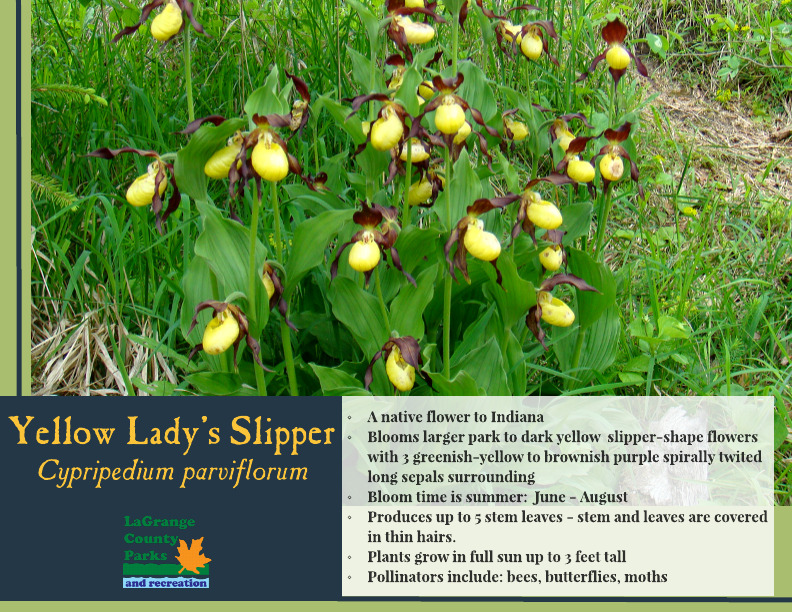 Yellow Lady's Slipper