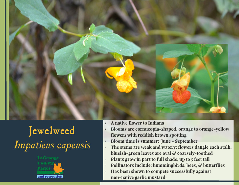 Jewelweed