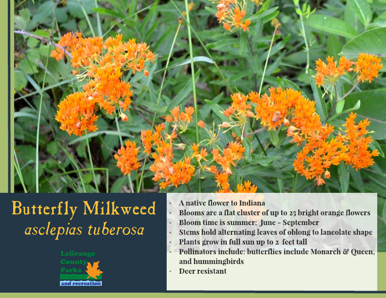 Butterfly Milkweed