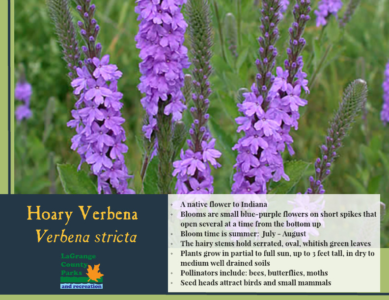 Hoary Verbena