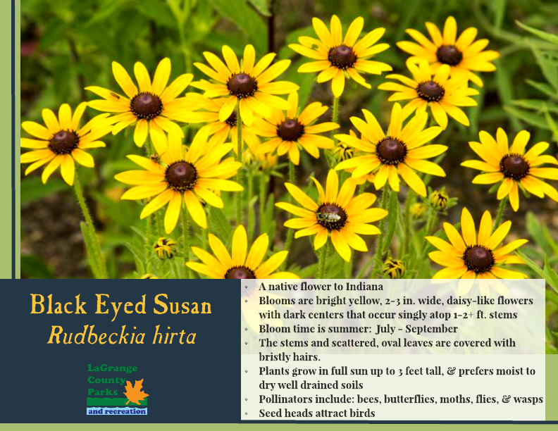 Black Eyed Susan