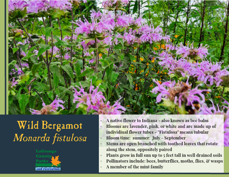 Wild Bergamot