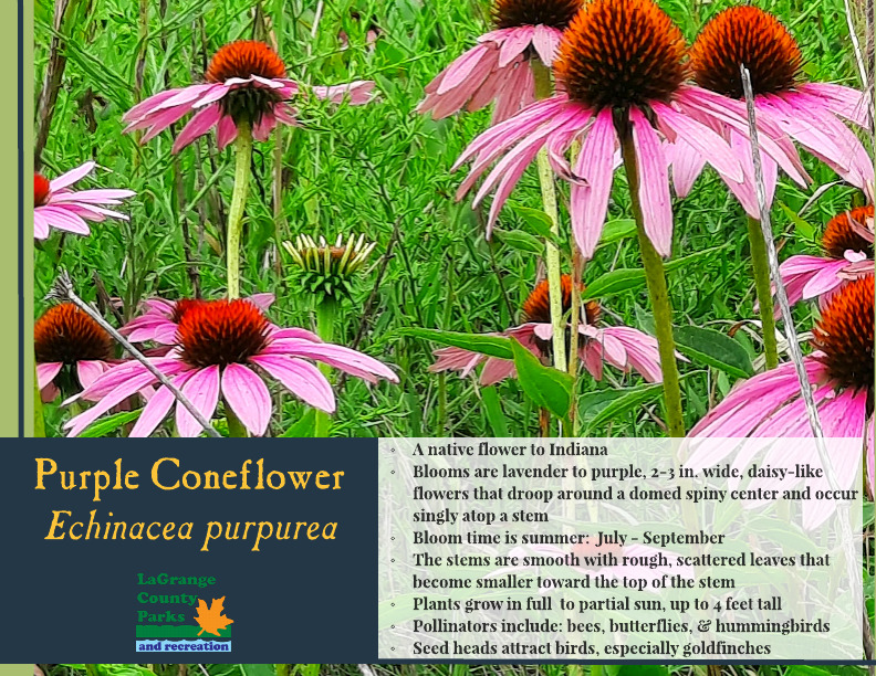 Purple Coneflower