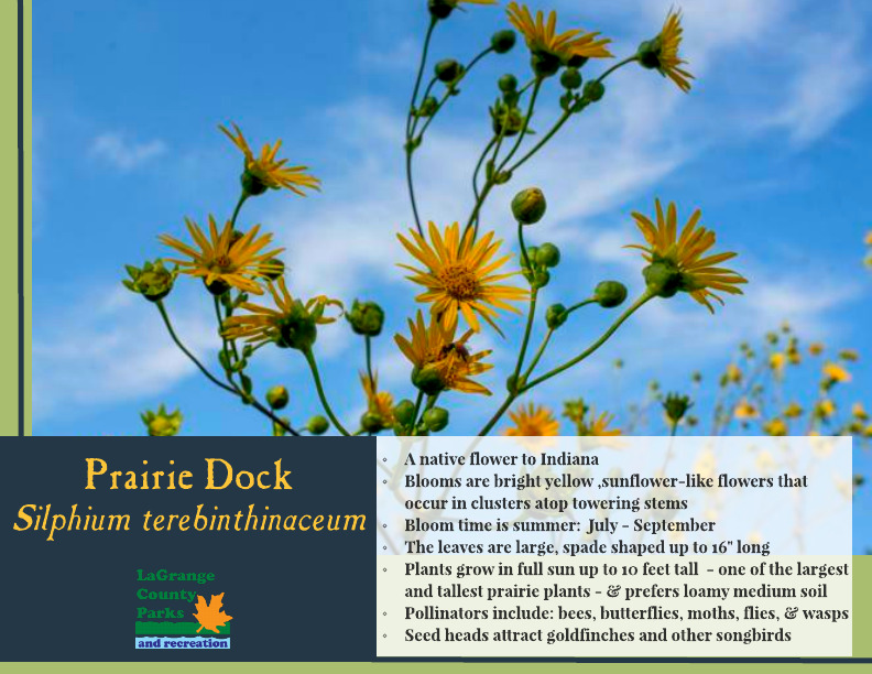 Prairie Dock