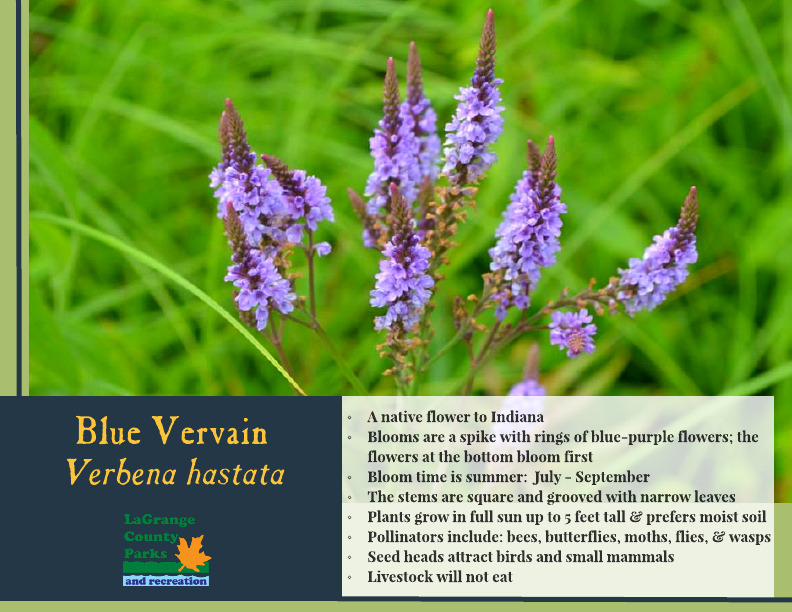 Blue Vervain