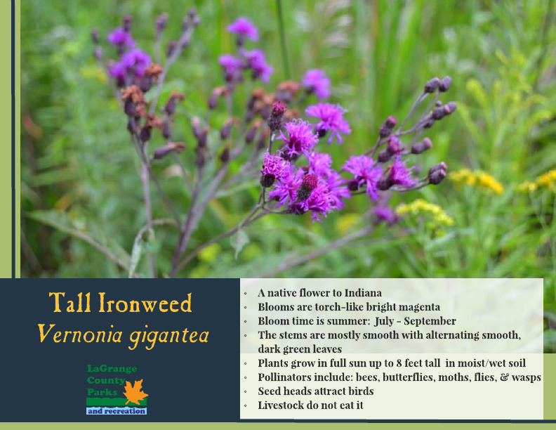 Tall Ironweed