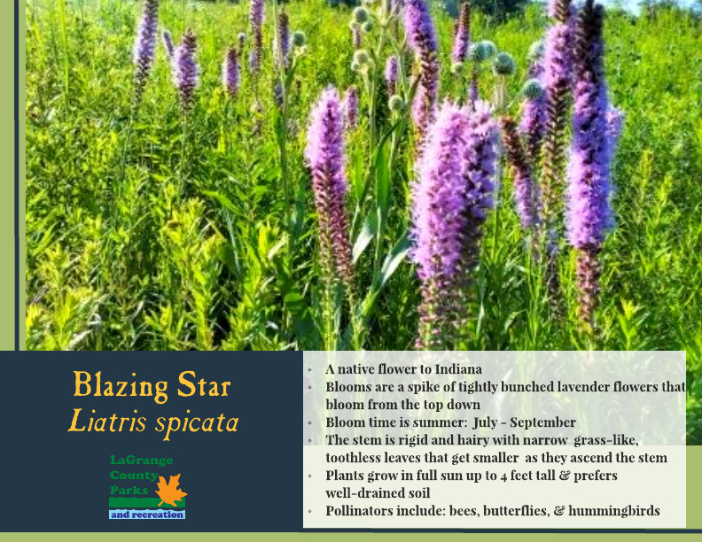 Blazing Star