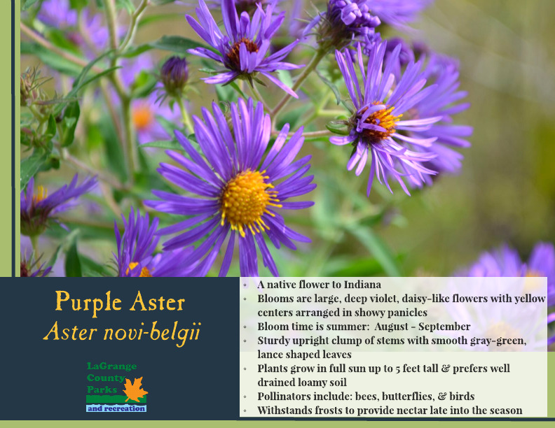 Purple Aster