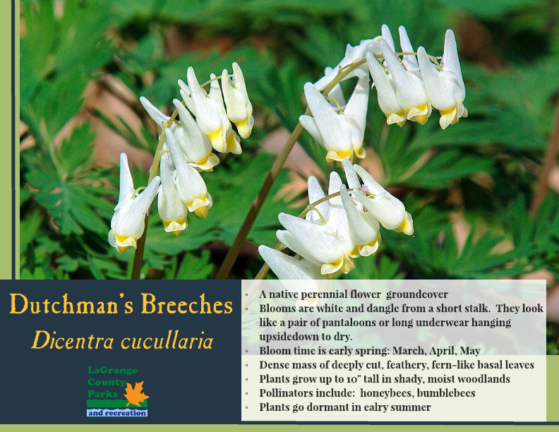 Dutchman's Breeches