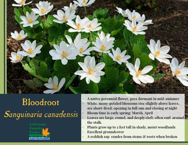 Bloodroot