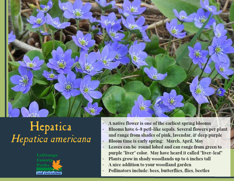 Hepatica