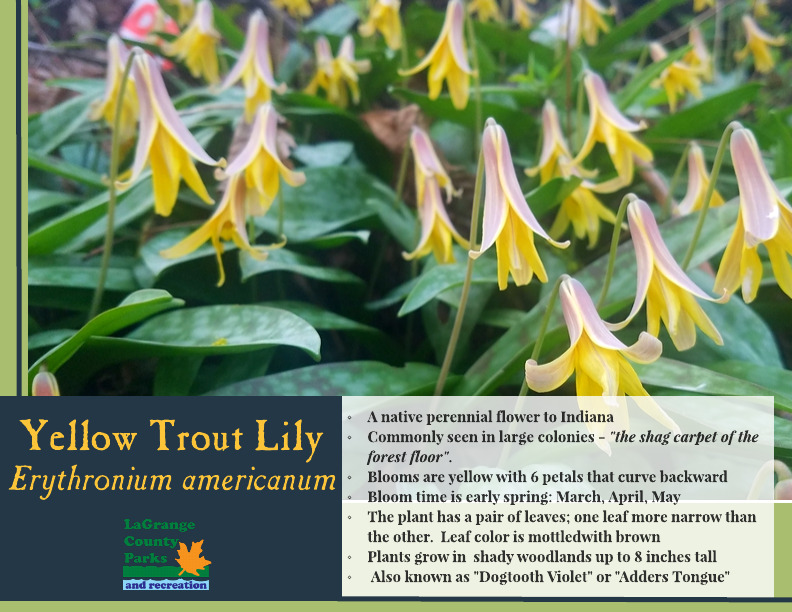 Yellow Trout Lily