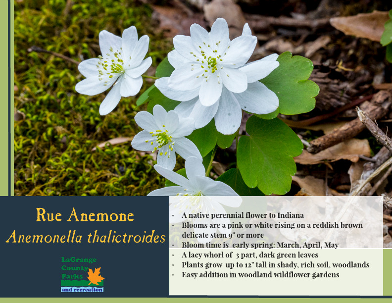 Rue Anemone