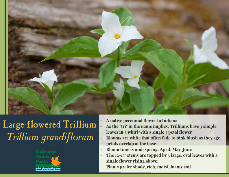 Large-flowered Trillium