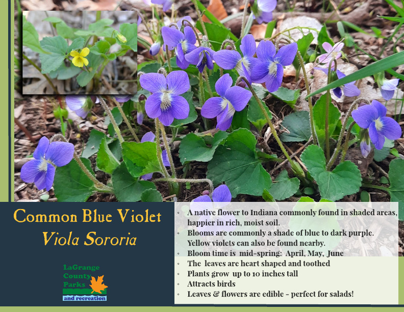 Common Blue Violet