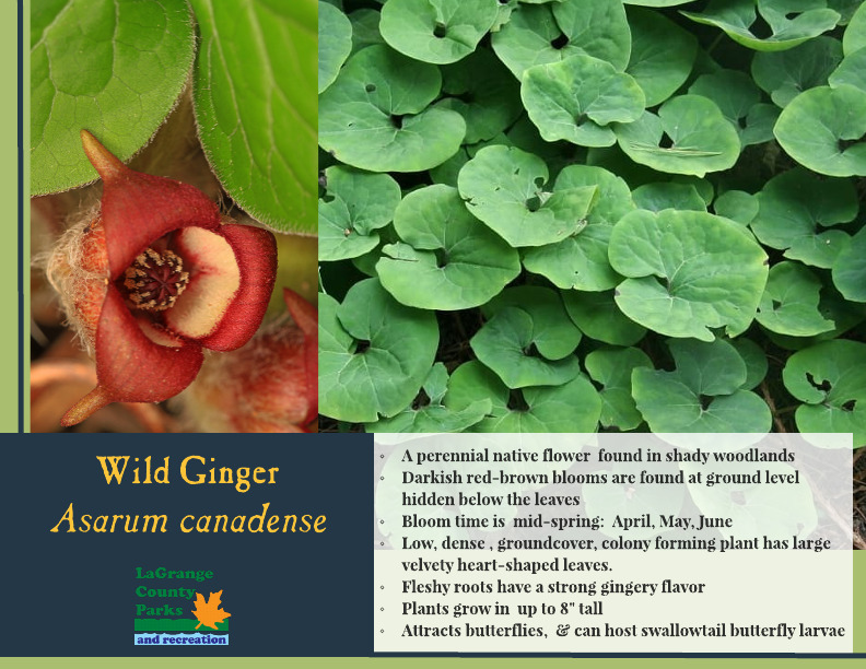 Wild Ginger