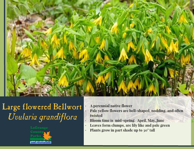 Large flowerd Bellwort