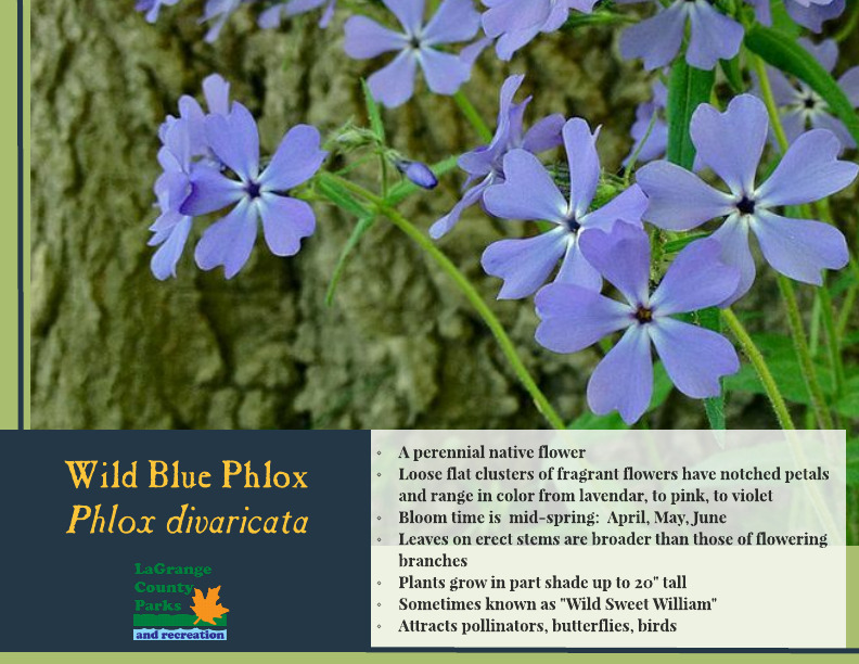 Wild Blue Phlox