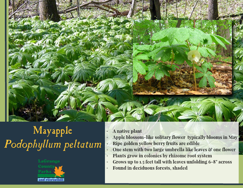 Mayapple