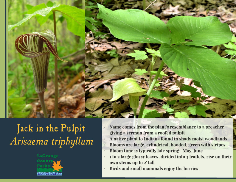 Jack in the Pulpit