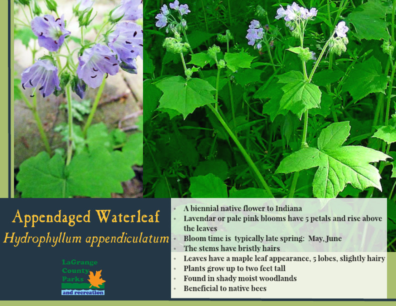 Appendaged Waterleaf