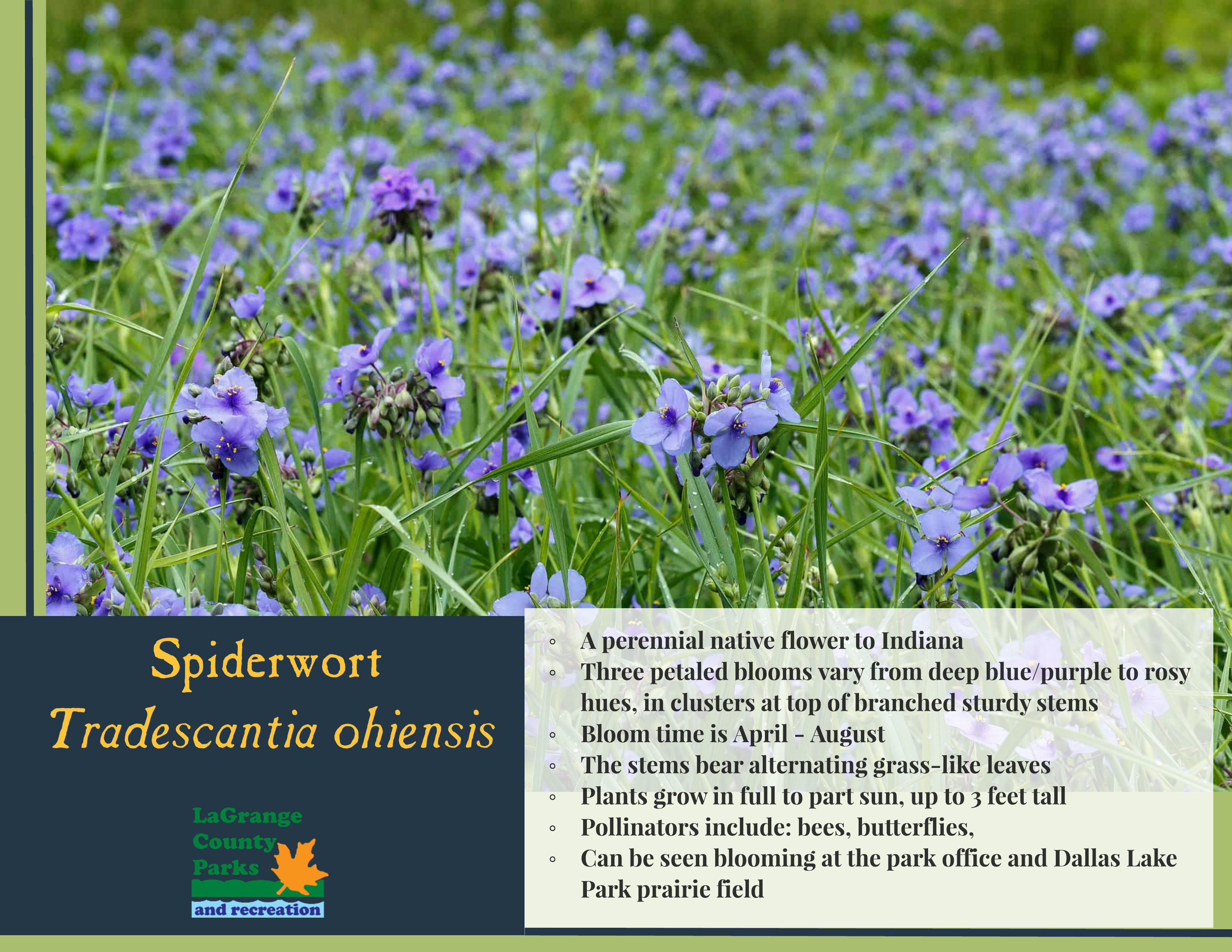 Spiderwort