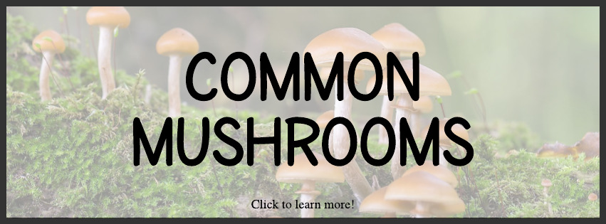 Common Mushrooms